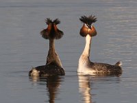 Die hofmakery4 : frieda